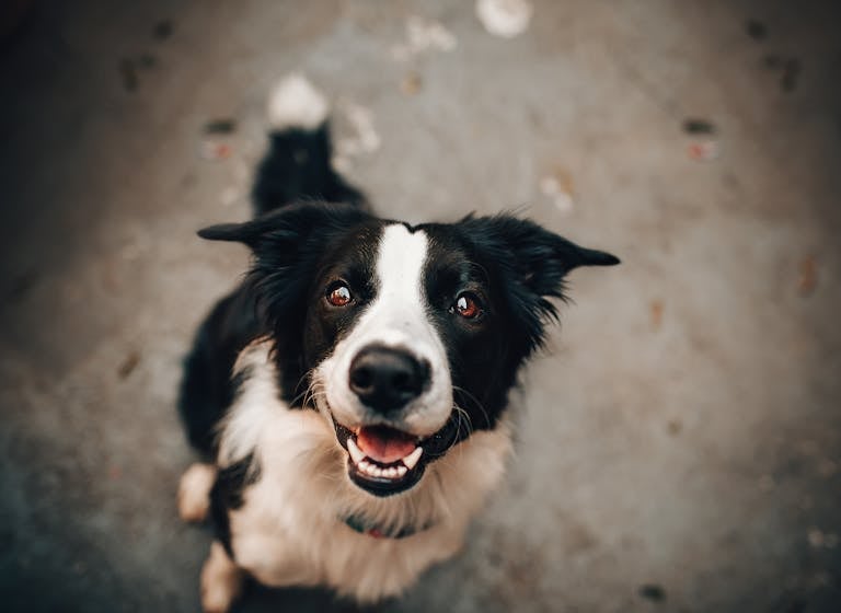 A cheerful Border Collie gazing upwards, capturing a joyful moment of canine charm.
