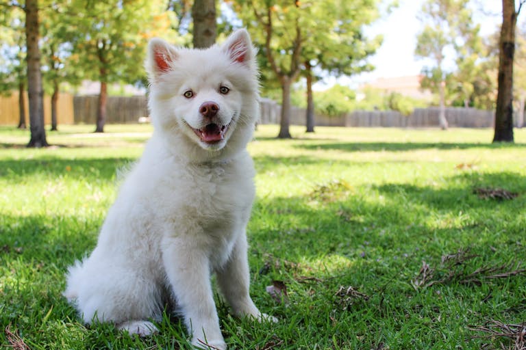 A cute white fluffy dog sitting on green grass in a sunny park, smiling.