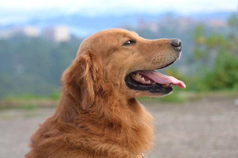Adorable golden retriever enjoying a sunny day outdoors with its tongue out.